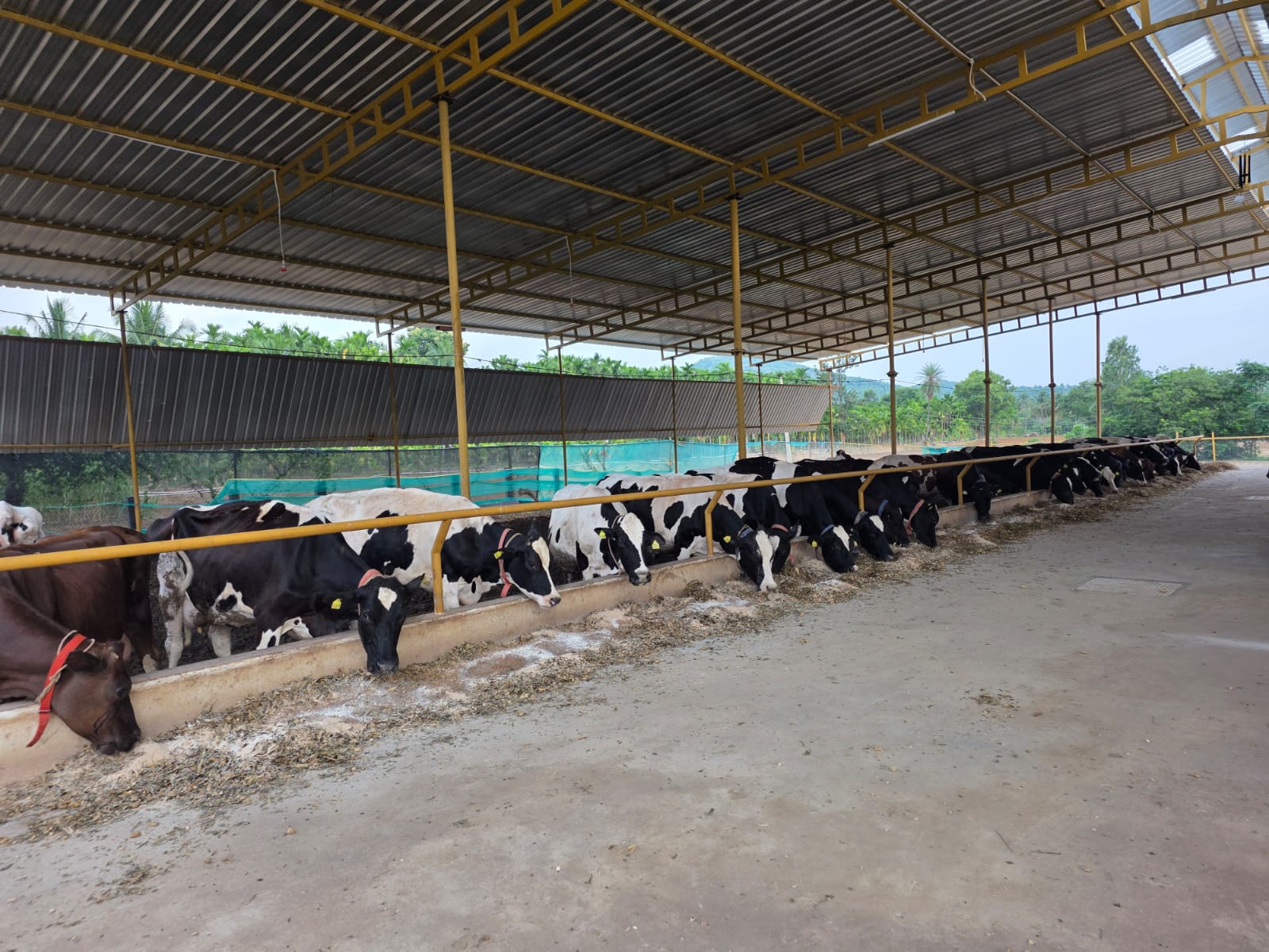The Herd